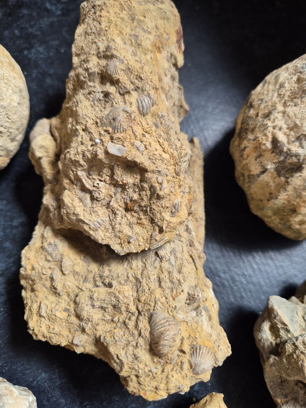 Fossiles: Diverse Fossilien  – D'occasion à Balsthal par Yukon_88 2