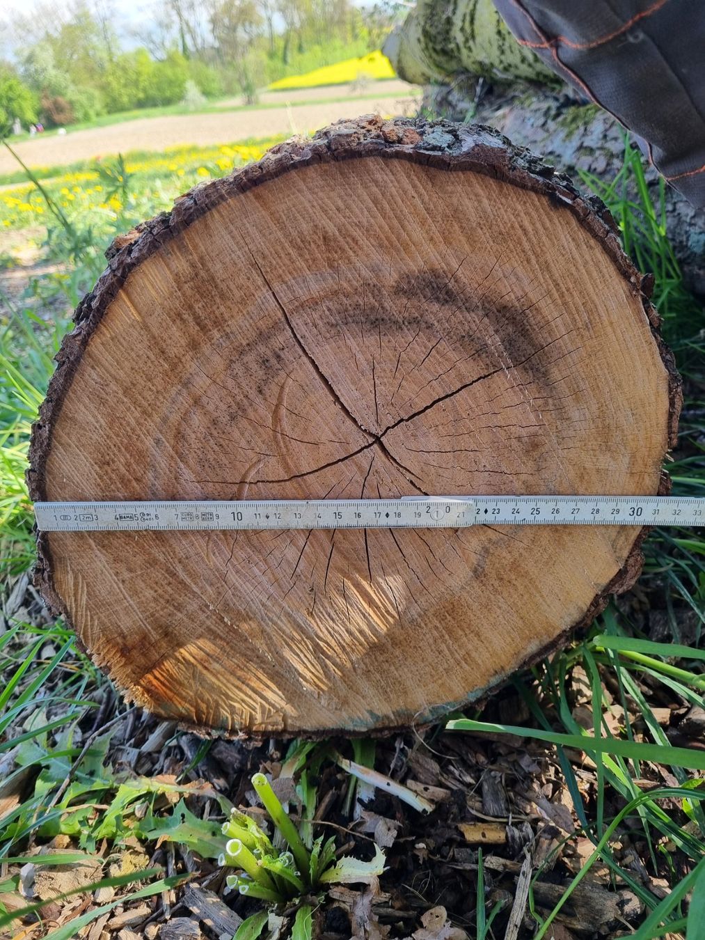 Articles en bois: Erle Baumstamm – D'occasion à Oberglatt ZH par bea1986 3