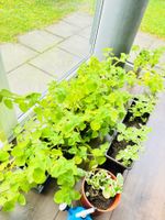 Zimmer Pflanzen PLECTRANTHUS AMBOINICUS Jamaika-Thymian