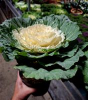 Zierkohl "BRASSICA OLERACEA" H: 15 - 30cm. Zierpflanze deko