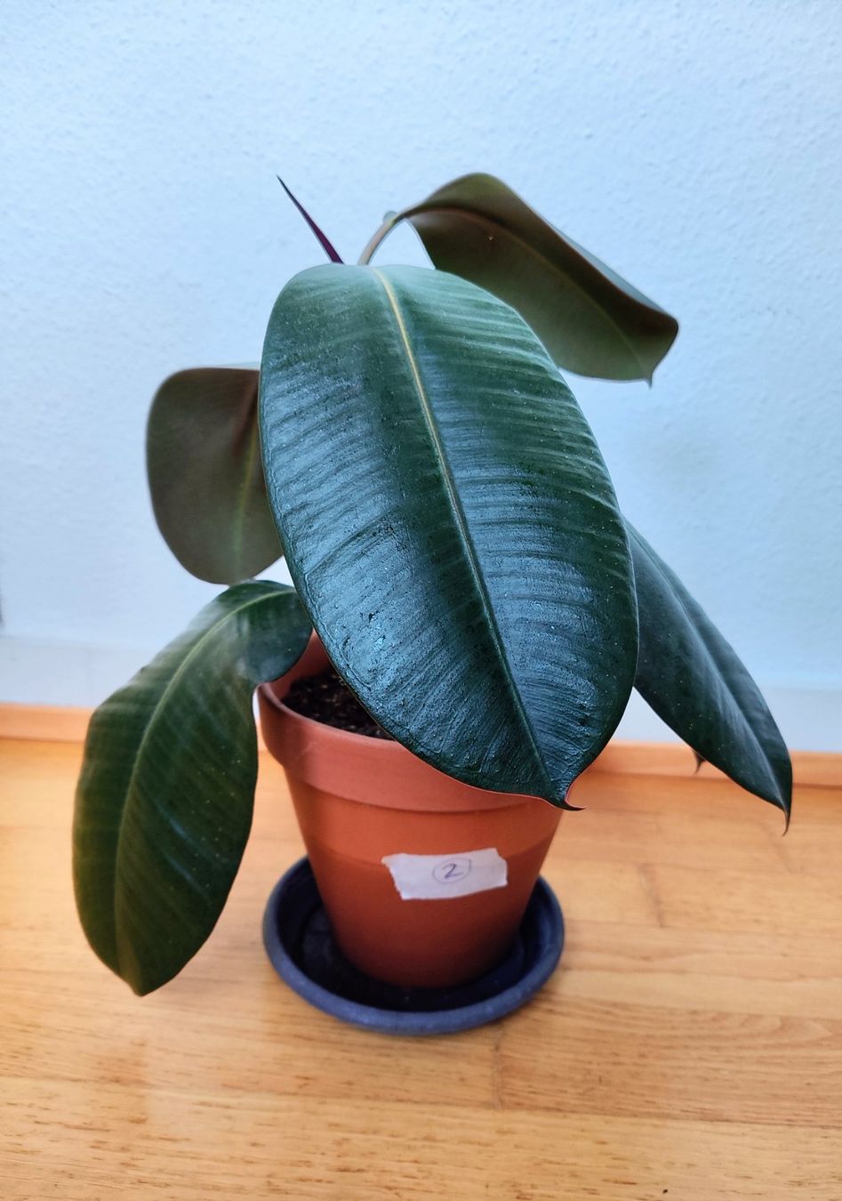 Plantes & graines: Ficus Elastica – 54 cm avec pot – D'occasion à Carouge GE par for_8yym