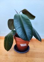 Ficus Elastica – 54 cm avec pot