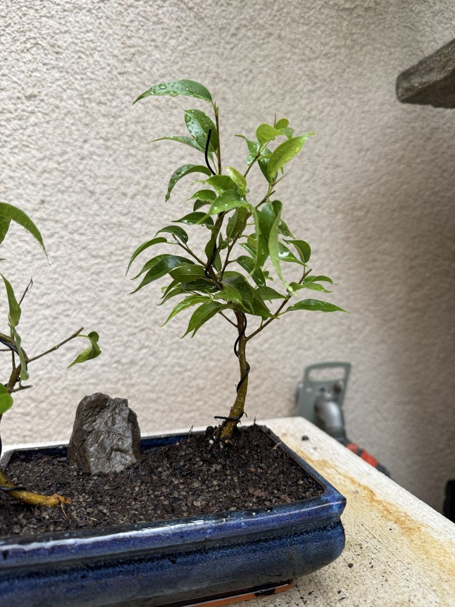 Pflanzen & Samen: Bonsai Ficus Wald. Doppel Bonsai – Gebraucht aus Rümlang von Gruseh.ch 2