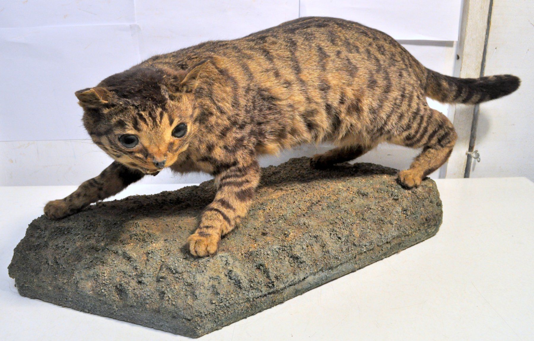 Monde des animaux: Chat forestier naturalisé – D'occasion à Neuchâtel par Neuchatel 3