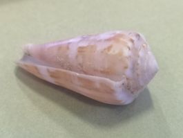 Conus Splinoconus Viola CONIDAE CONINAE Muschel 56mm Cebu