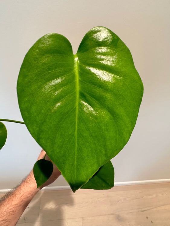 Monstera Aurea Kaufen Auf Ricardo