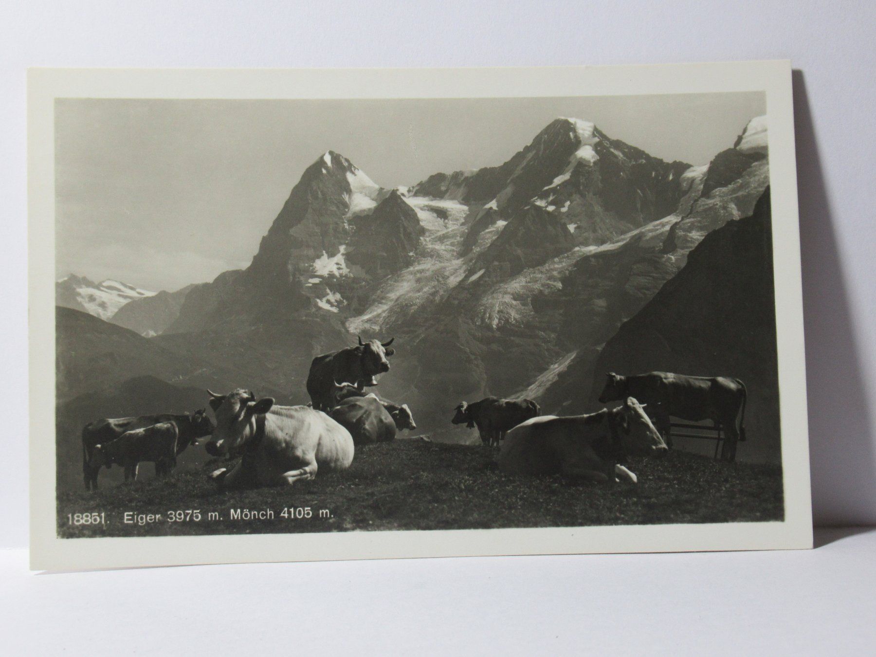 Ansichtskarten: Eiger , Mönch , Kühe – Neu (gemäss Beschreibung) aus Grenchen von Bluemchen1900