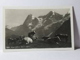 Eiger , Mönch , Kühe