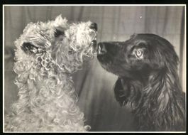 Fotografie Hans H. Hartmann / Ingeborg P