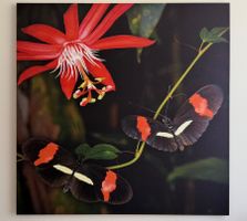Leinwandbild 95x95 , Passionsblumenfalter