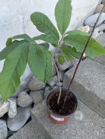 Indianerbanane. Absolut winterhart
