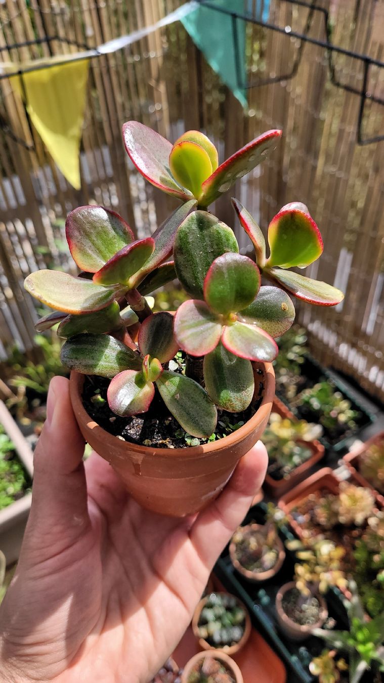 Piante & sementi: Crassula ovata 'Hummel's Ghost' – Nuovo (secondo la descrizione) da Zürich venduto da The_Plant_Wizard 4