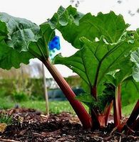 Ab 5.-fr! 3 Samen echter Rabarbar 🌱 3 graines vrai Rabarber