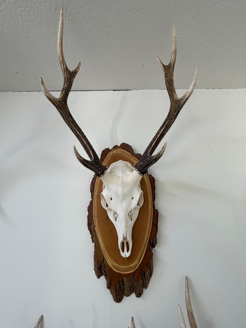 Autres collections & raretés: Sika-Hirschgeweih – D'occasion à Oberurnen par schuheundsmile