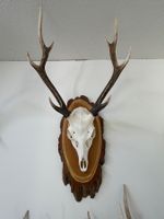 Sika-Hirschgeweih