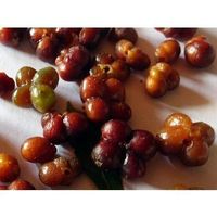 Crossberry 20cm (fruit très sucré)