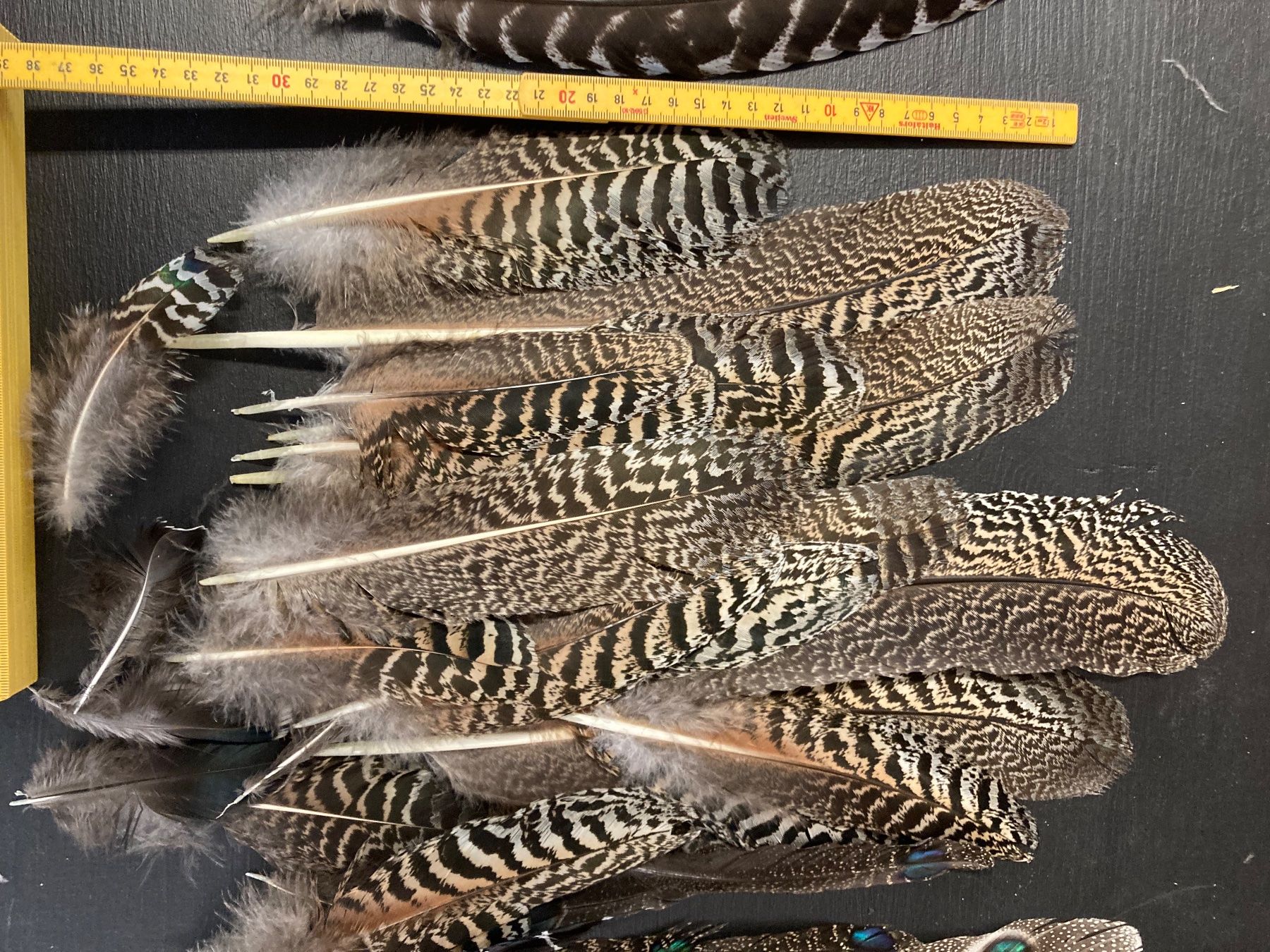 Welt der Tiere: Diverse Federn – Gebraucht aus Grosswangen von arum01 2