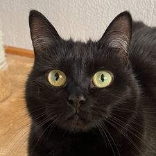 Profile image of Carda22