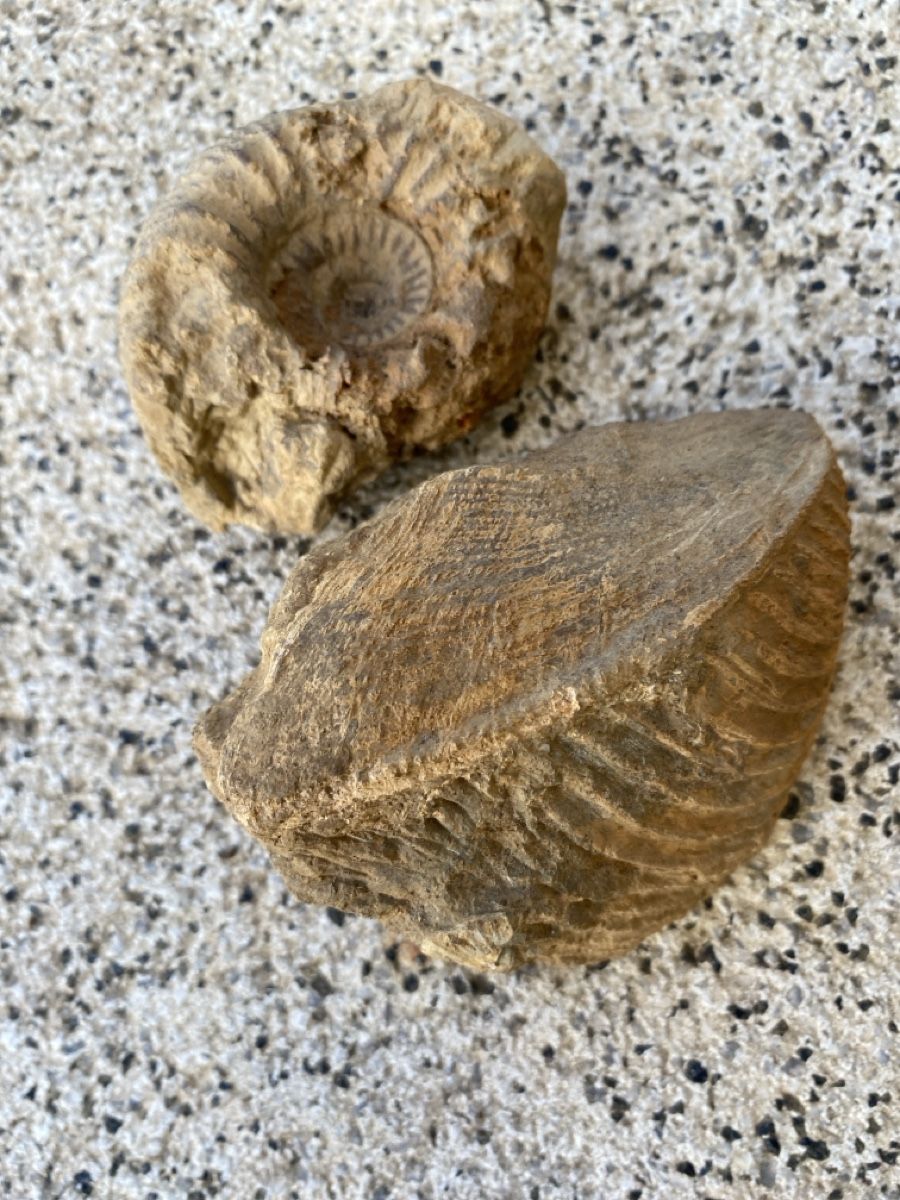 Fossili: Fossilien - Ammonit – Usato da Liestal venduto da Stephanoceras1