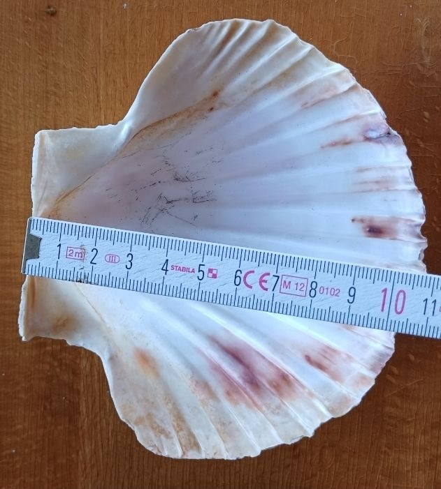Tutte le decorazioni: 10 schöne Sommermuscheln Deko – Usato da Flaach venduto da ker_6ml7 5