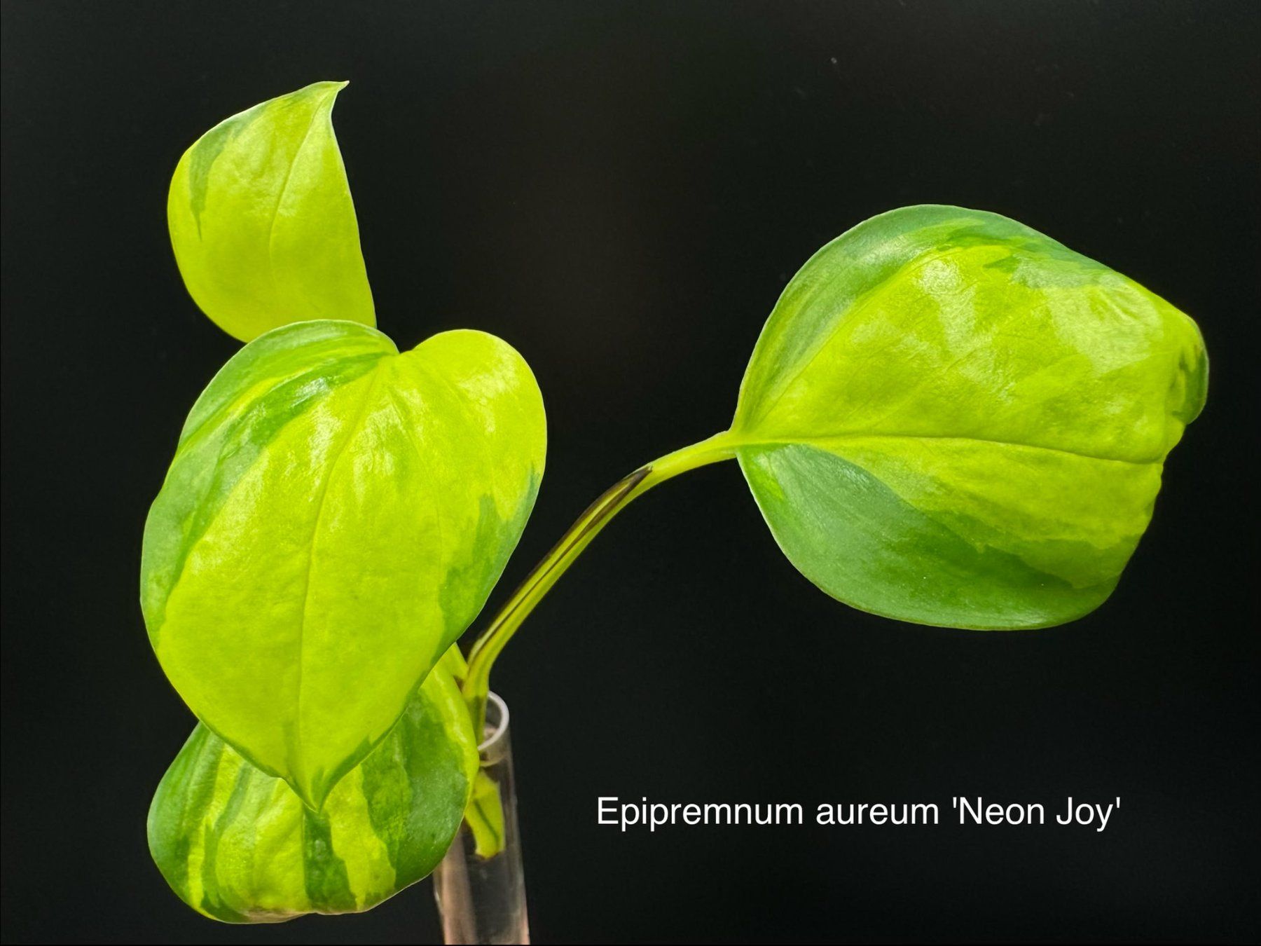 Piante & sementi: Epipremnum aureum 'Neon Joy' – Nuovo (secondo la descrizione) da Bühler venduto da googelibear