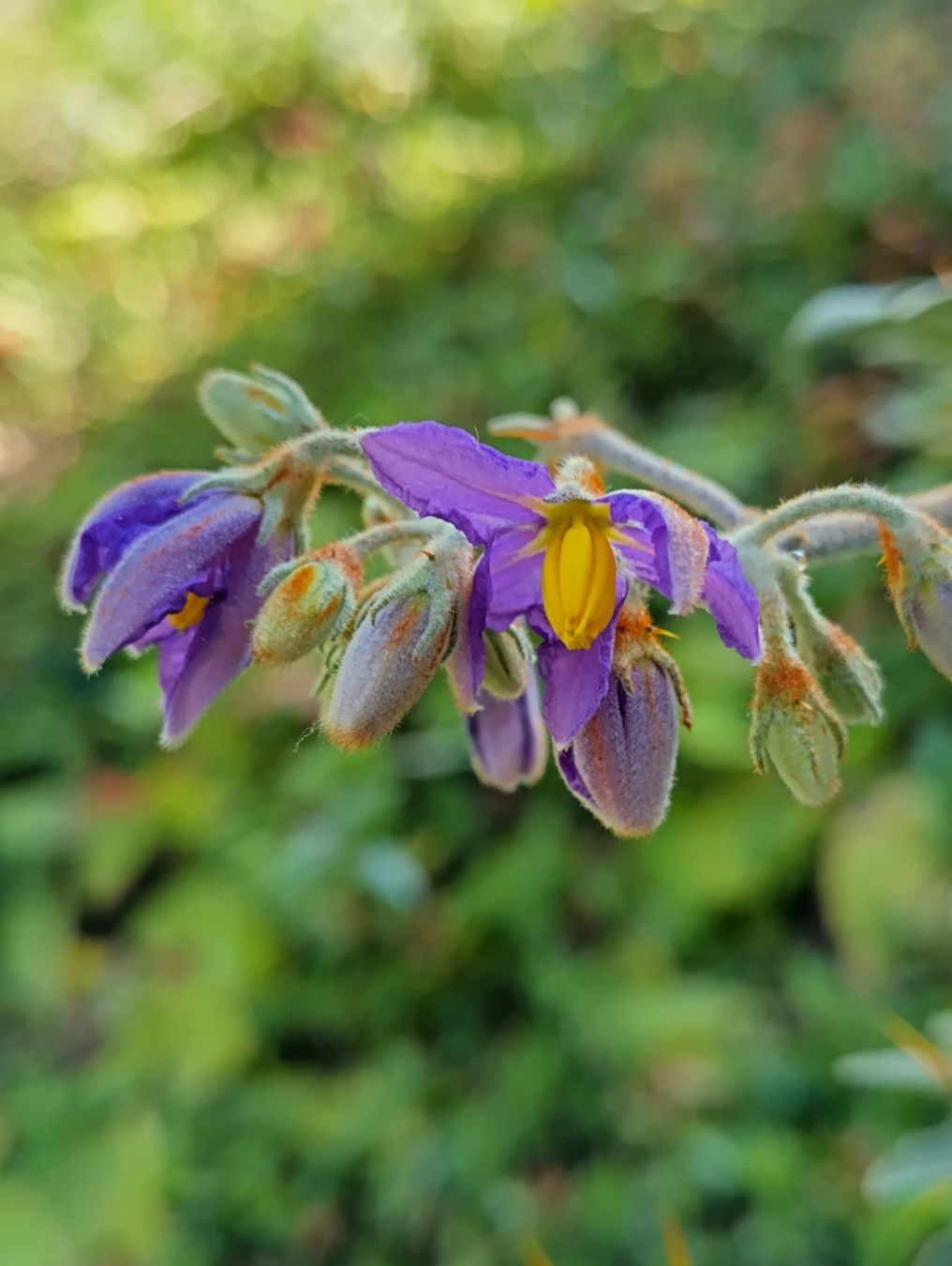 Piante & sementi: Solanum pyracanthum, Nachtschattengewächs, aus Madagaskar – Nuovo (secondo la descrizione) da Mühlethal venduto da spacebird 8