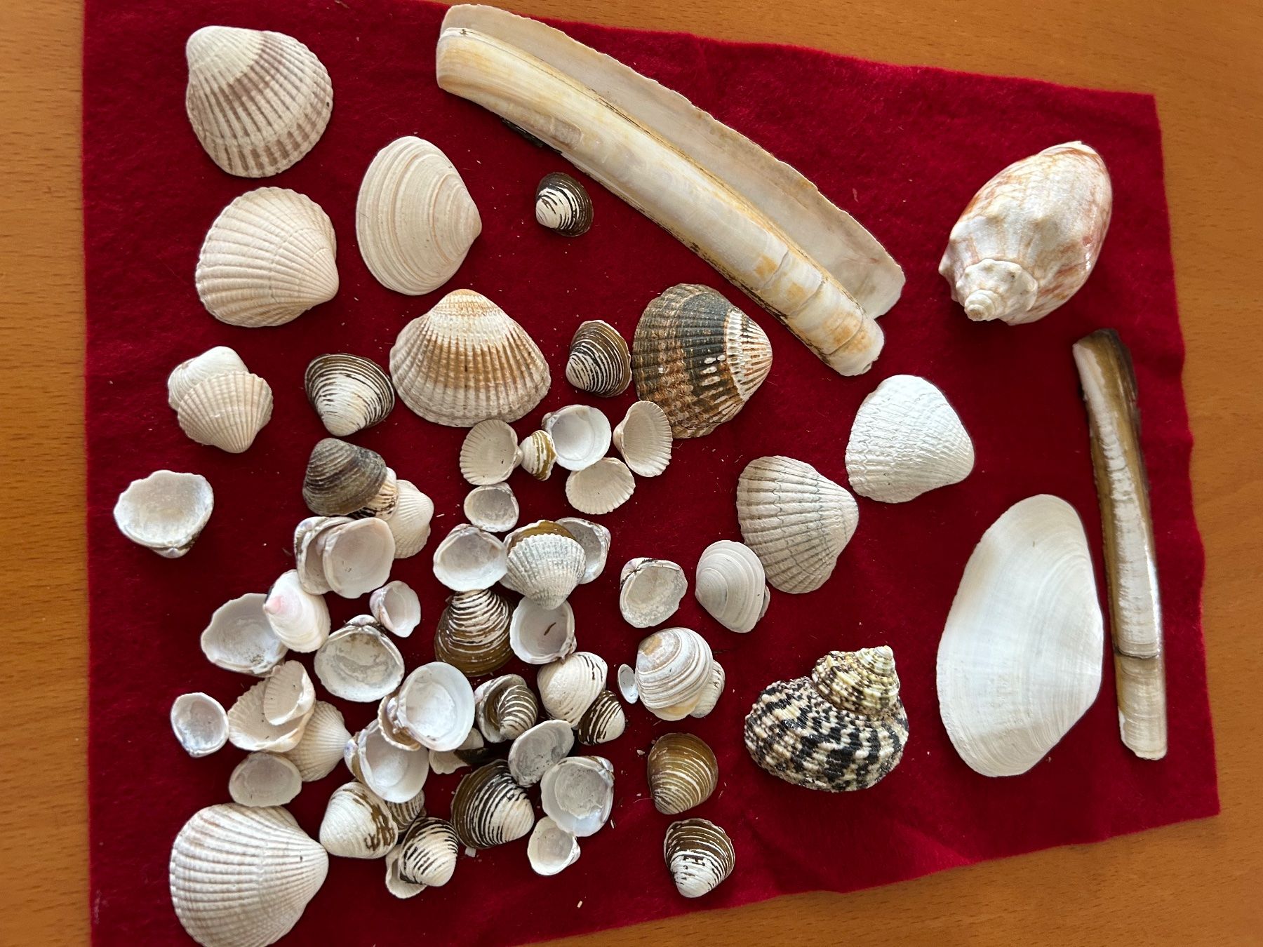 Kit bricolage: Muscheln zum Basteln – Usato da Olten venduto da Pablo7 1