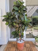Zimmerpflanze Croton, gross ca.140cm, pflegeleicht.