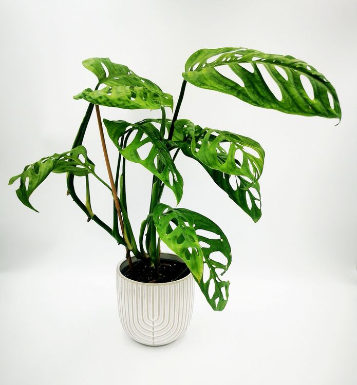 Monstera esqueleto gross selten Top Zustand (Gebraucht) in Grningen fr  CHF 29  mit Lieferung auf Ricardo kaufen