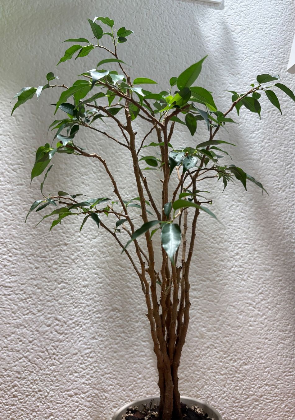 Piante & sementi: Ficus Benjamina – Usato da Bonstetten venduto da sam_jt9j 2