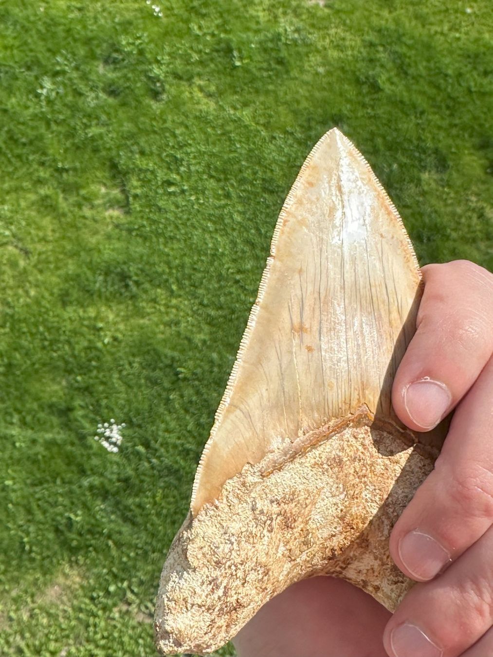 Fossilien: riesiger top Megalodon Zahn Indonesien – Gebraucht aus schüpfen von rica122 2