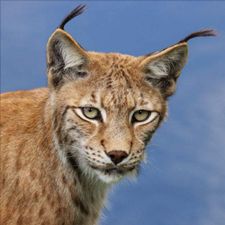 Profile image of Annyone