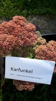 🌨Fette Henne Karfunkel, winterfest, 🌨Sedum🌨