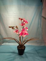 Phalaenopsis mit spitzen Blättern, rosa und rot, 50cm