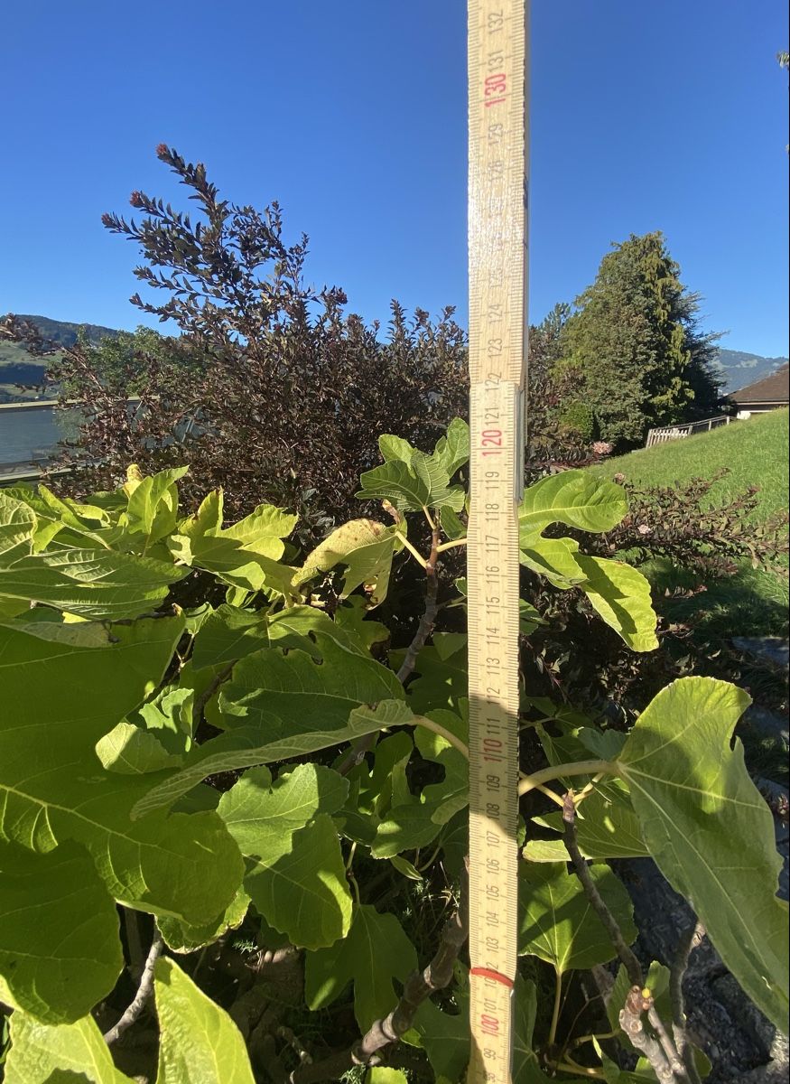 Plantes & graines: Feigenbaum mit antikem Teil einer Mosti – D'occasion à Buochs par H16 5
