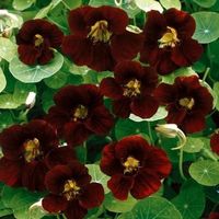 15 Samen Kapuzinerkresse BLACK VELVET