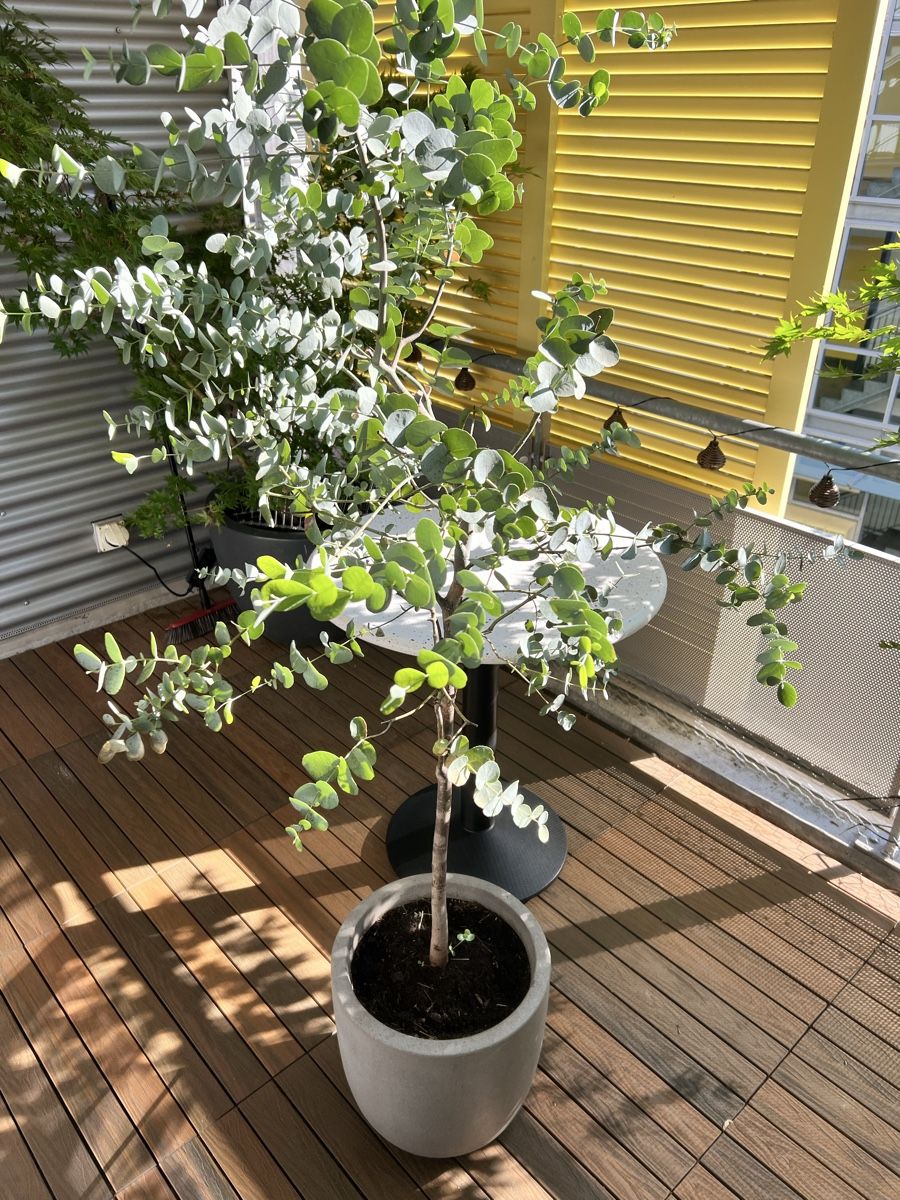 Piante & sementi: Eukalyptus Baum im Topf – Usato da Zürich venduto da Mariesieger 2