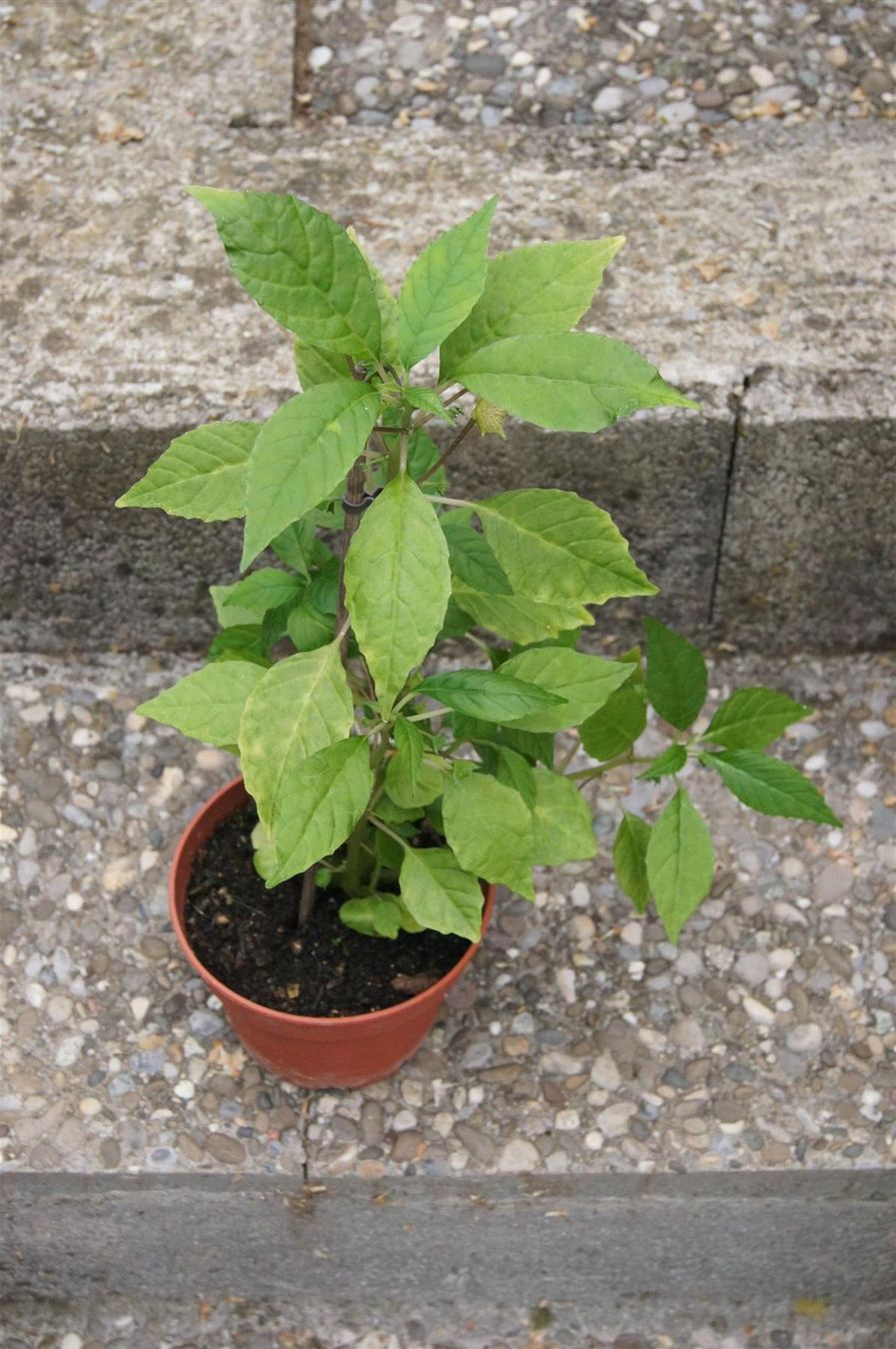 Piante & sementi: Sonnenpflanze Dorstenia indica – Nuovo (secondo la descrizione) da Geroldswil venduto da botanicals 2