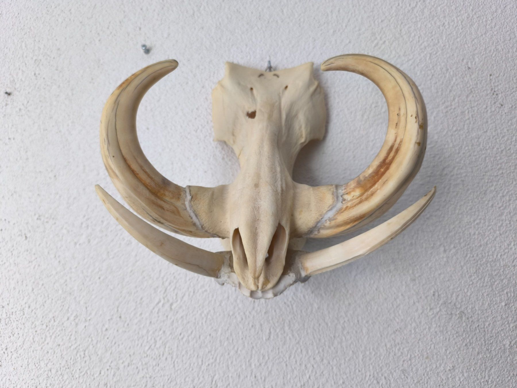 Autres collections & raretés: Trophäe Afrikanisches Warzenschwein – D'occasion à Rüti ZH par Restwert_Rueti_ZH 2