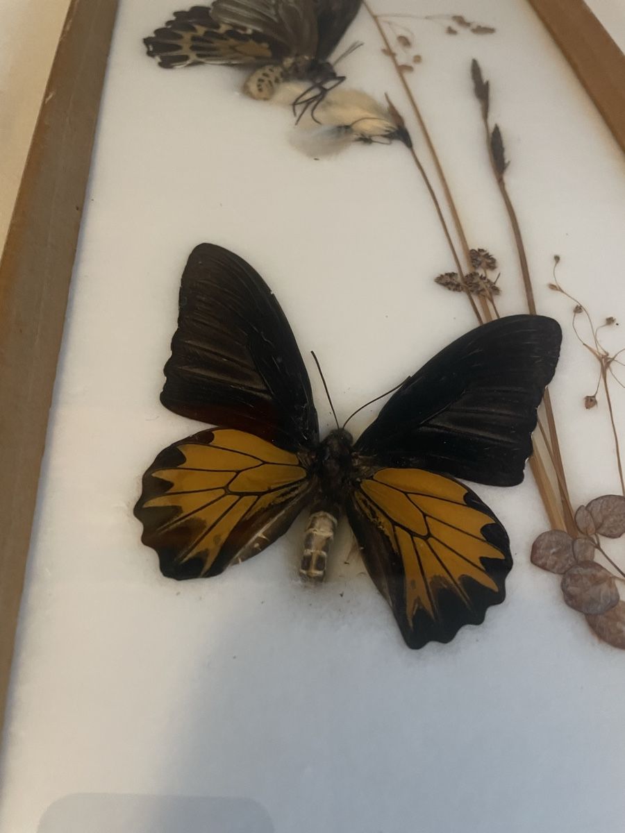 Il mondo degli animali: Schmetterlinge im Rahmen, Ornithoptera aeacus Indien. – Usato da Zürich venduto da yas_alam 1