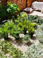 Lot de 35x Plantes Artificielles de chez IKEA 🌿