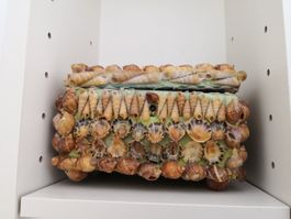 🤩VINTAGE MUSCHELSCHMUCKKÄSTLI