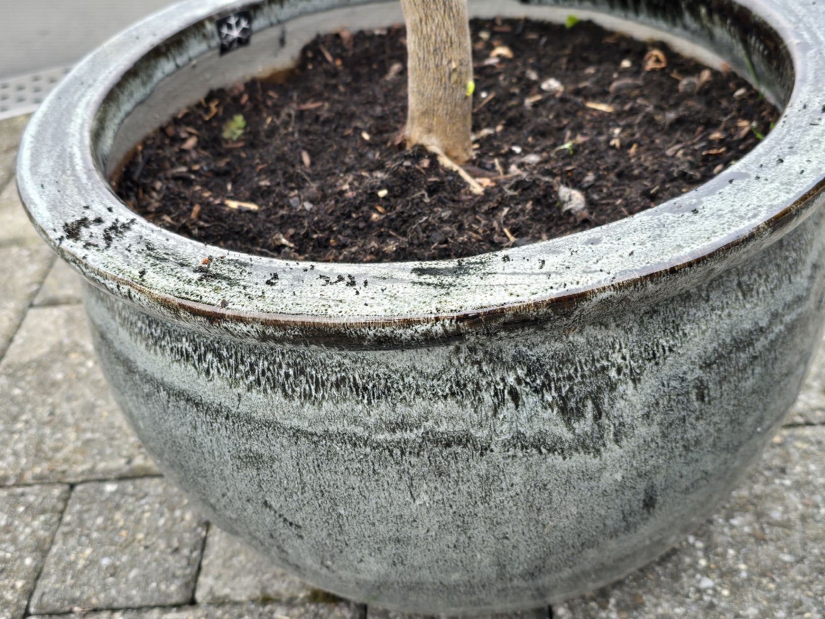 Pflanzen & Samen: Zitronenbaum im Keramiktopf mit einer Zitrone !!!!! – Gebraucht aus Walkringen von Vanuca 2