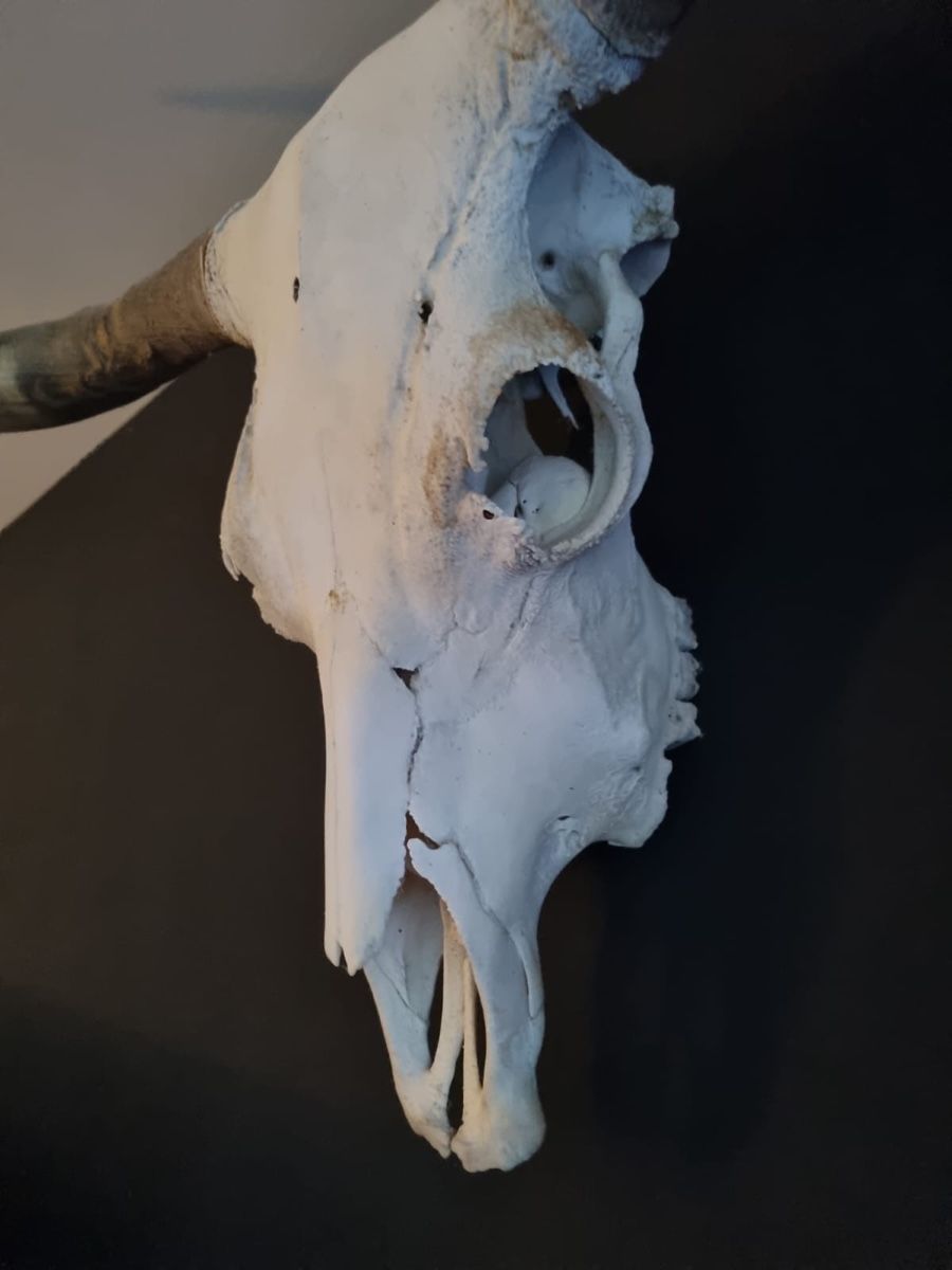 Tutte le decorazioni: Longhorn-Schädel mit Hörnern, Rind – Usato da Oetwil am See venduto da majaho 1