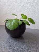 Pilea Peperomioides, Glückstaler inkl. Übertopf klein