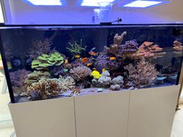 Meerwasseraquarium 833 L | inkl. Technik | reicher Besatz