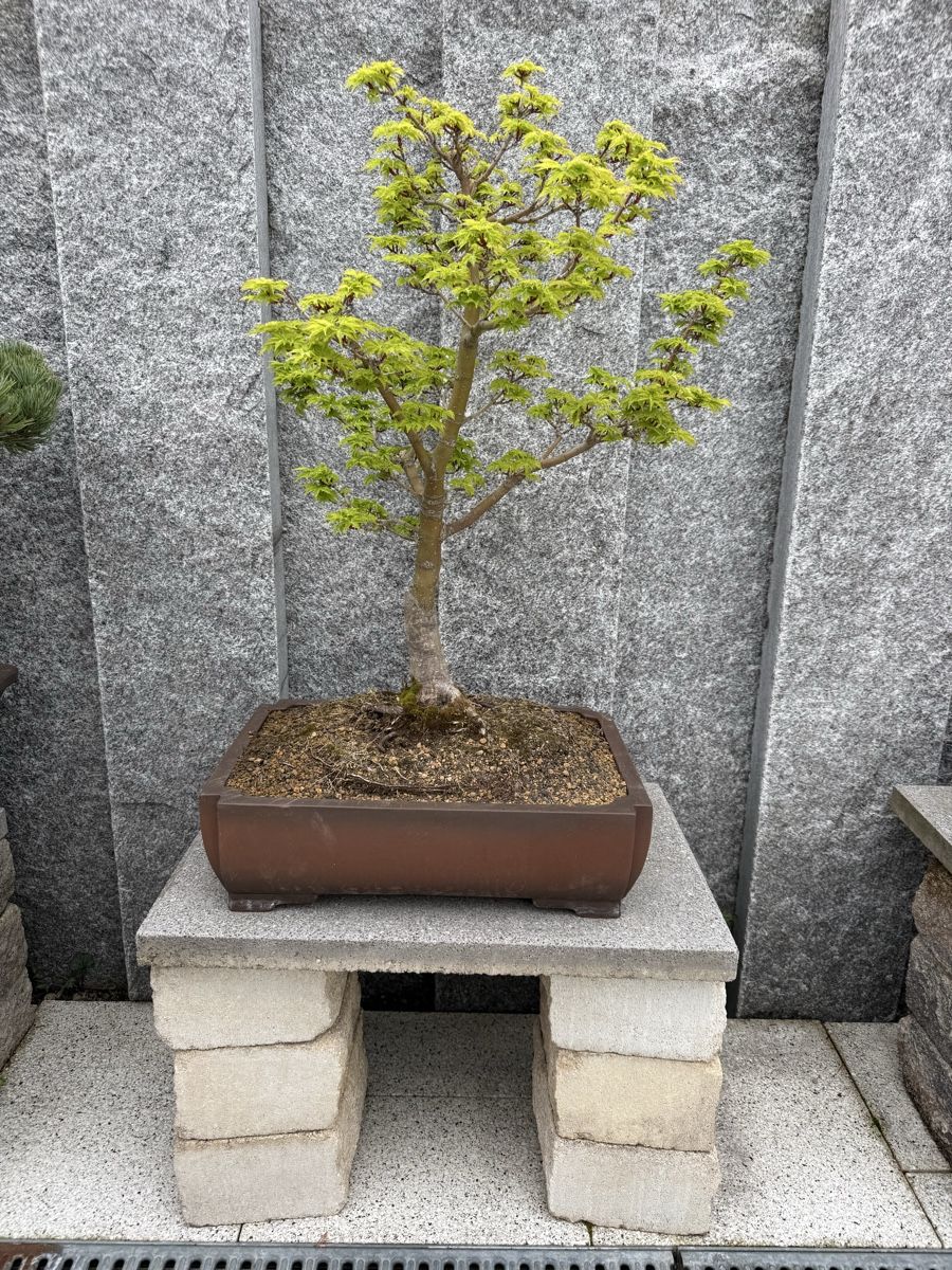 Piante & sementi: Japanischer Ahorn Bonsai – Usato da Bachenbülach venduto da auersandra 1