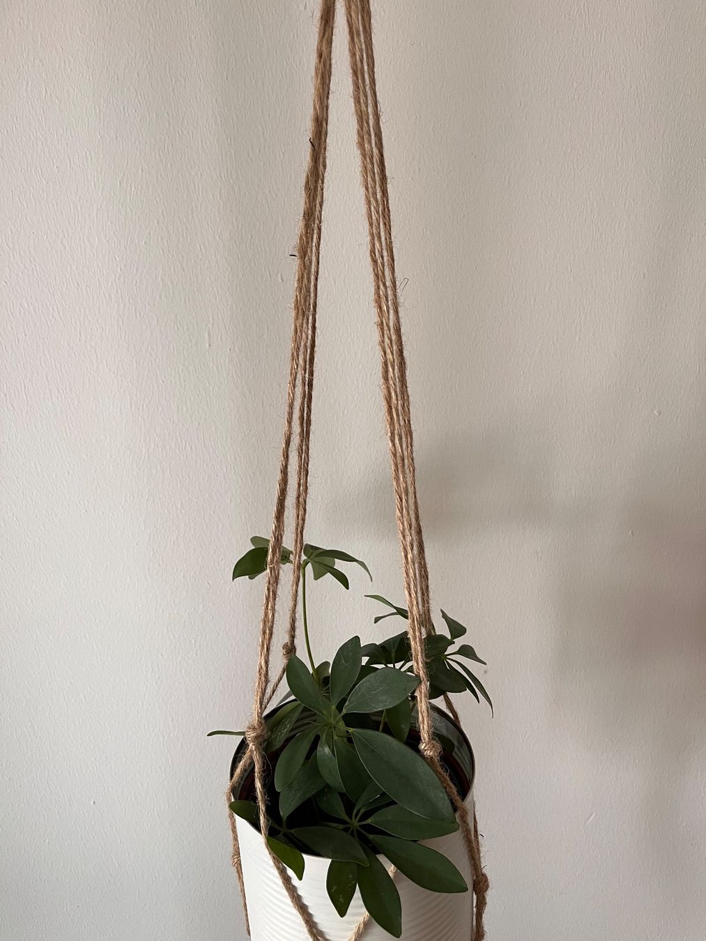 Plantes & graines: Boho Makramee Zimmerpflanze Schefflera im Blumentopf Metall – Neuf (Voir description) à Adliswil par mountain_star 3