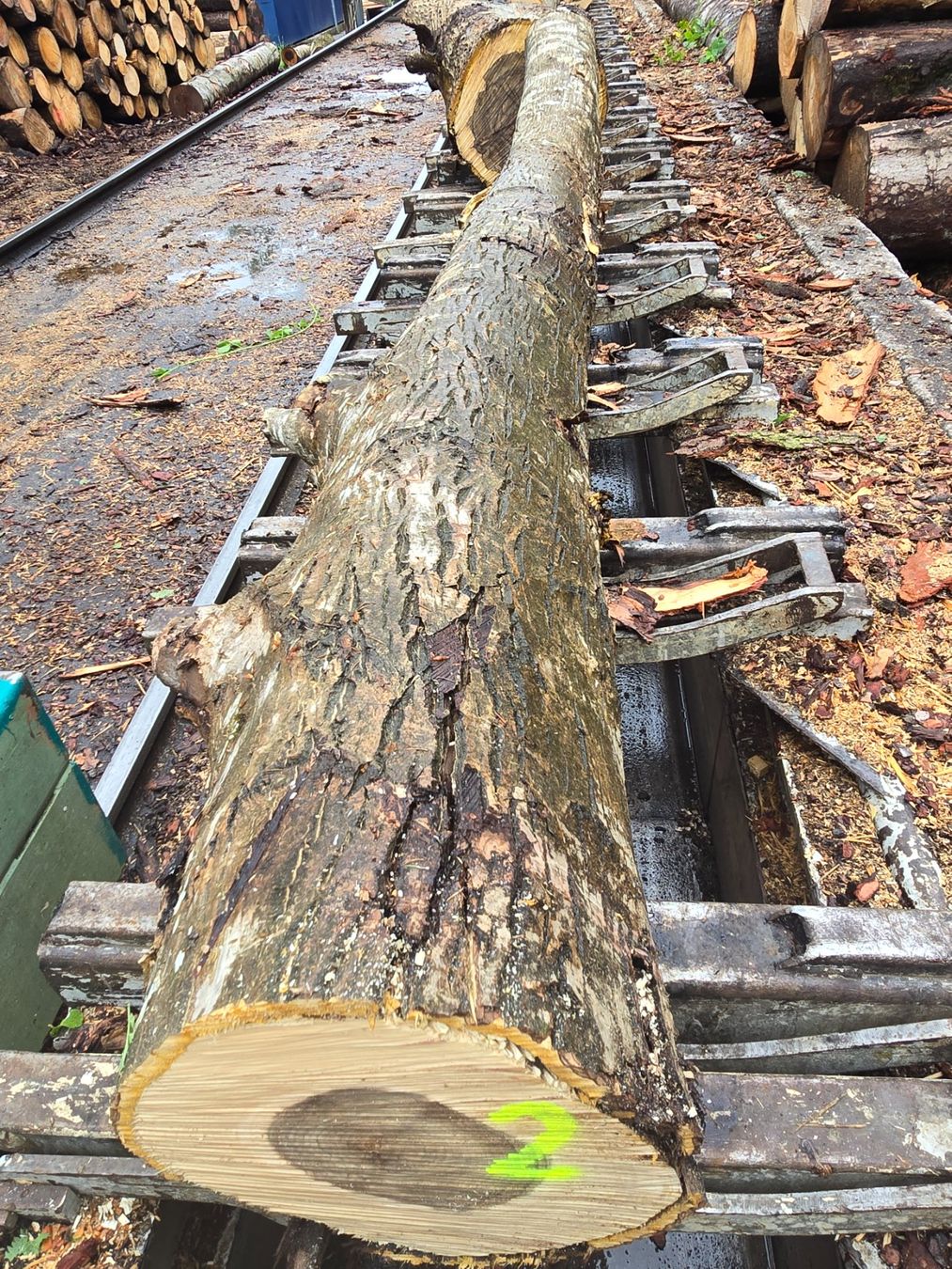 Articoli in legno: Nussbaumstamm Nr.2 – Nuovo (secondo la descrizione) da Ramsei venduto da Waelchris