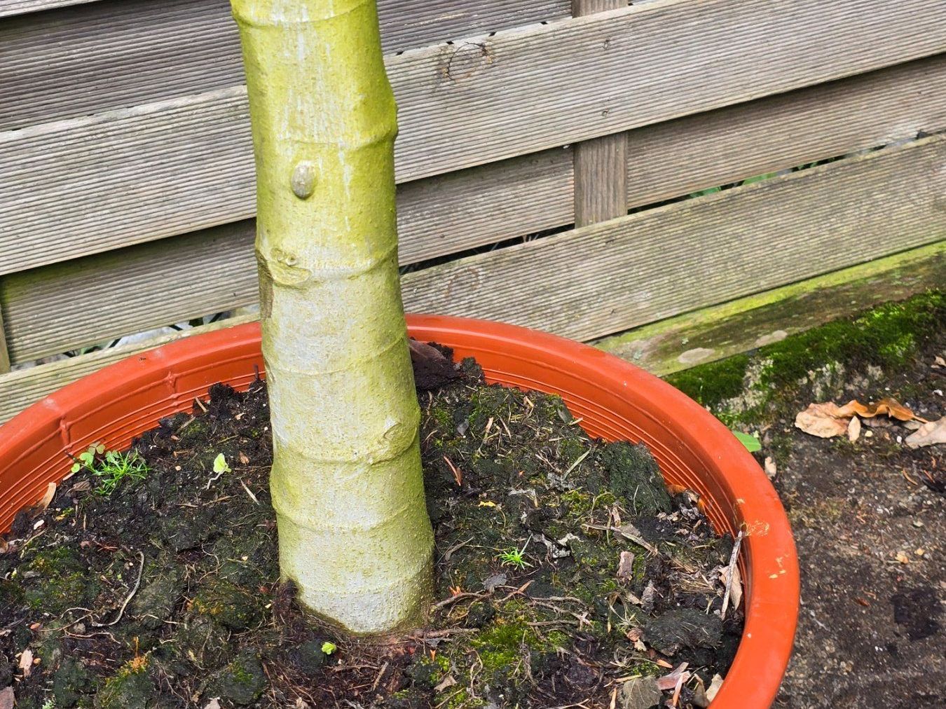 Pflanzen & Samen: Grosser kräftiger Feigenbaum – Gebraucht aus Aarburg von popkorn65 3